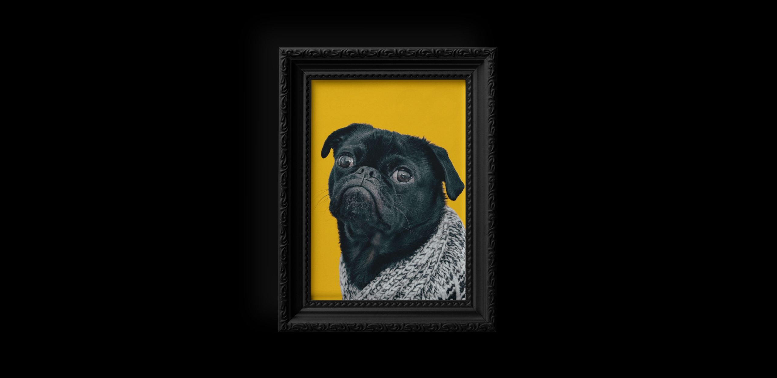 pug dog head framed with a black background