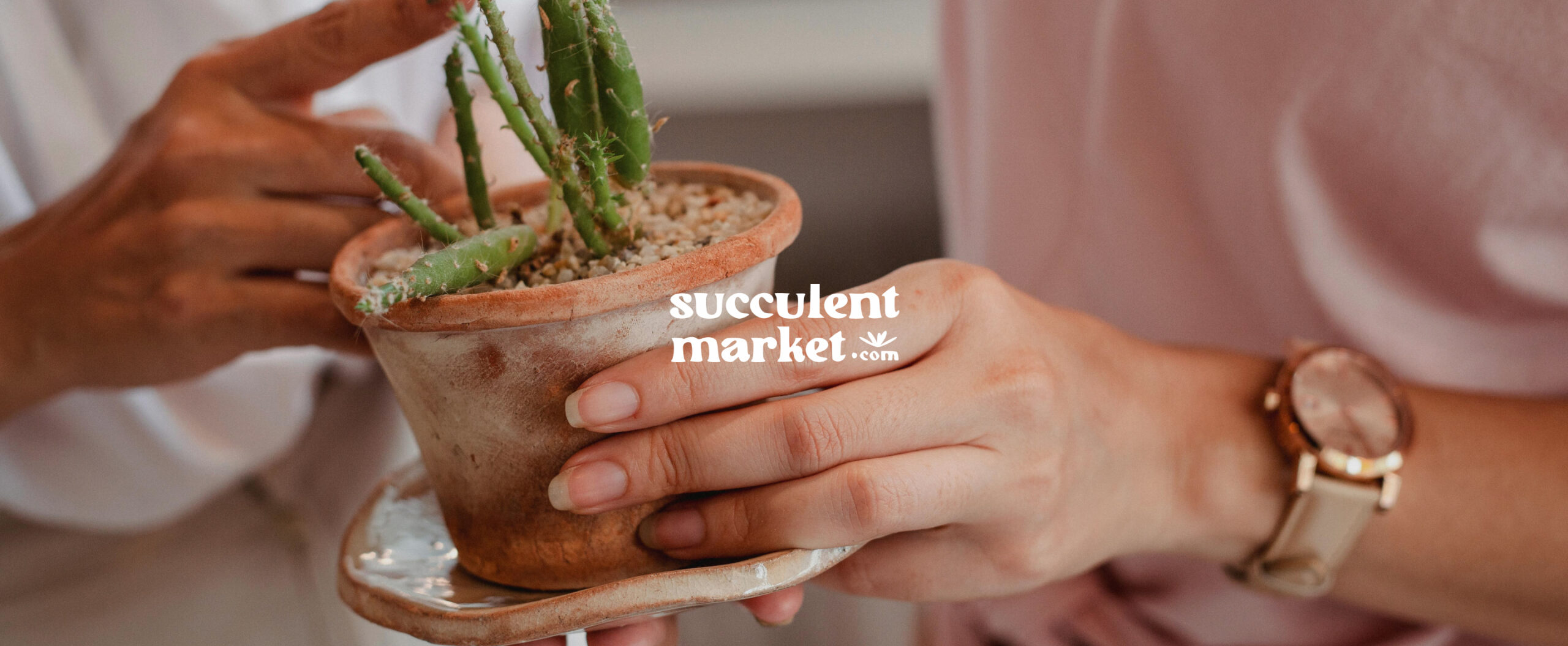 Succulent Market