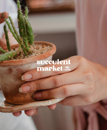 Succulent Market
