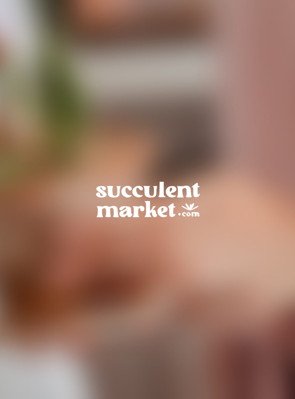 Succulent Market