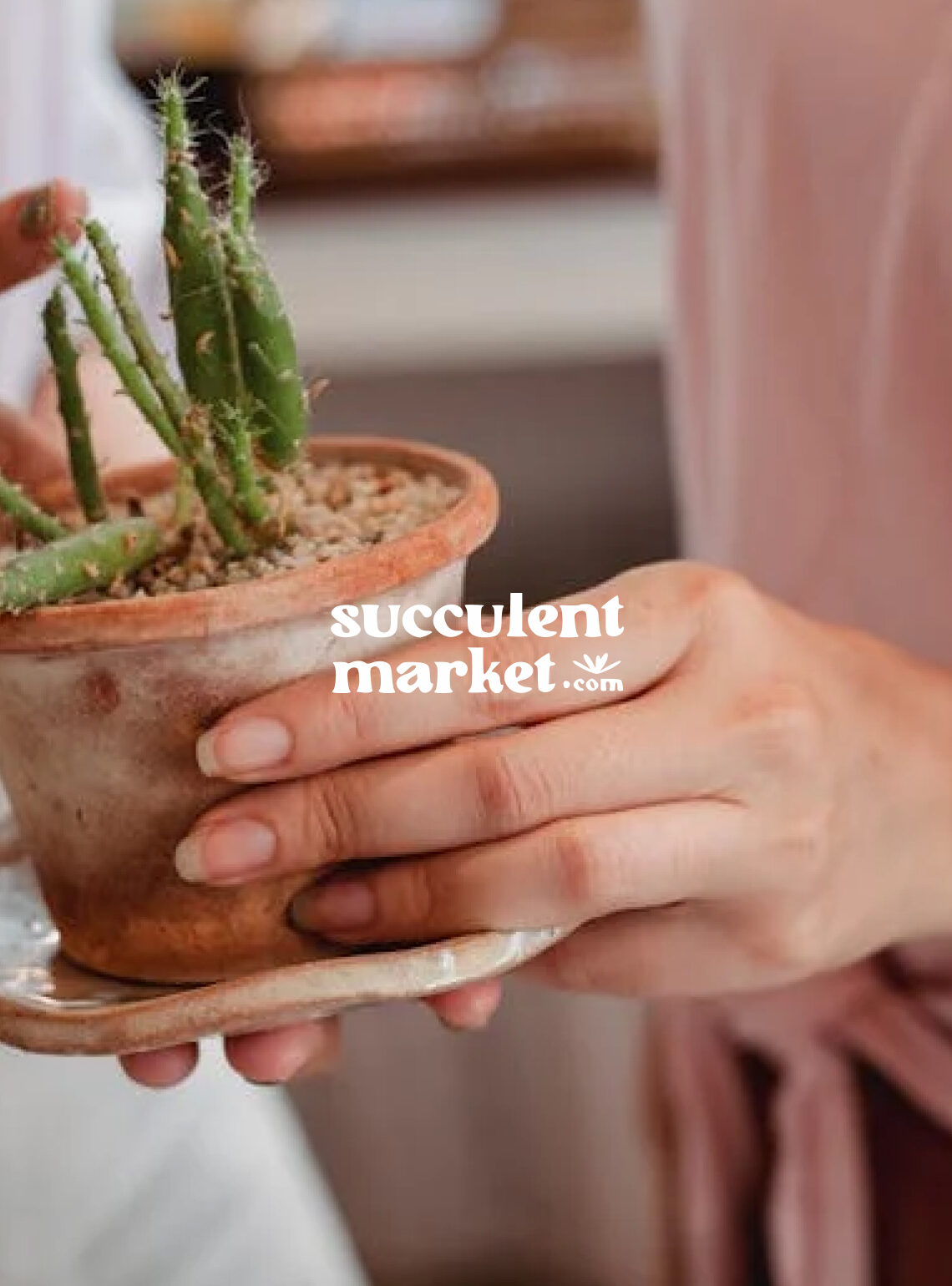 Succulent Market