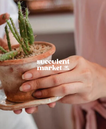 Succulent Market