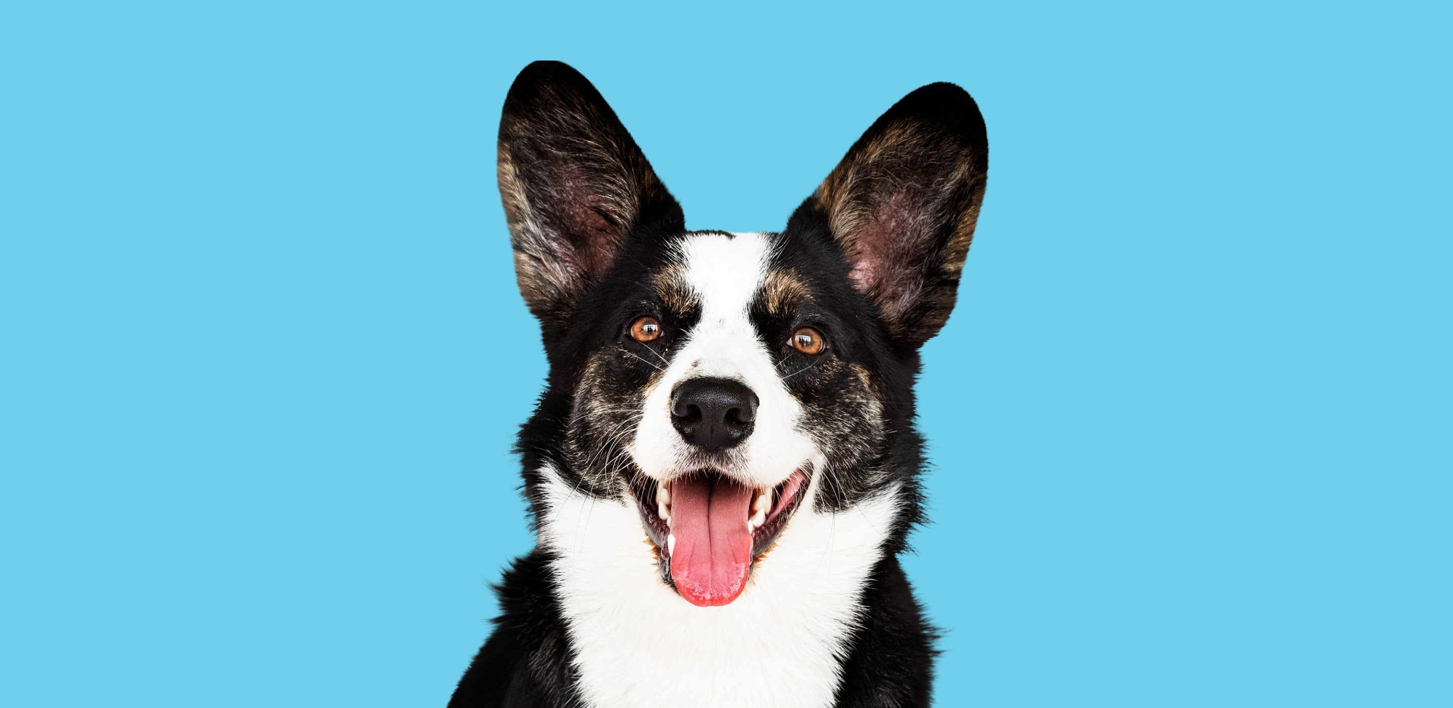 head of a nice black dog with white spots. blue background