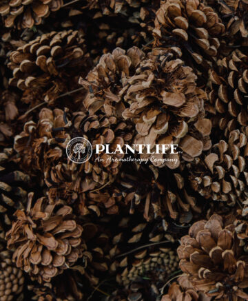Plantlife