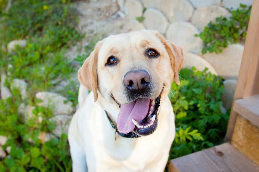 Happy yellow Labrador dog smiling outdoors in the sunshine